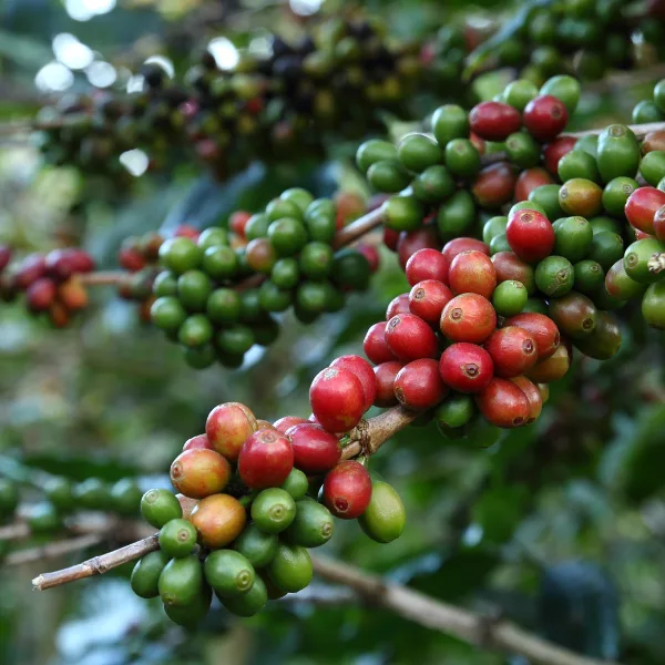 Coffee