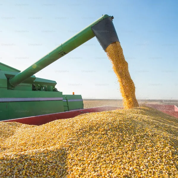 Corn