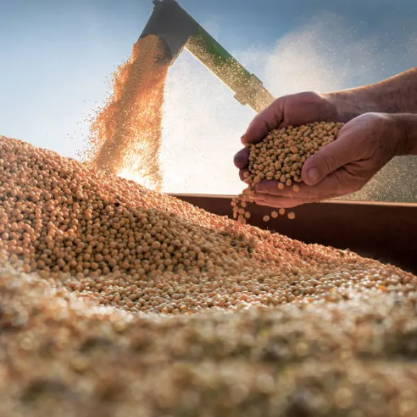 Soybeans